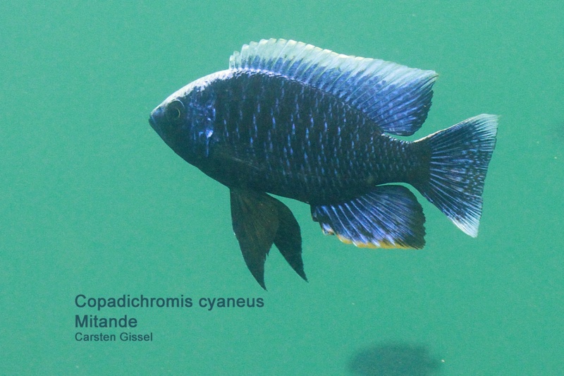 Copadichromis cyaneus 'Mitande Reef (Rocks)'